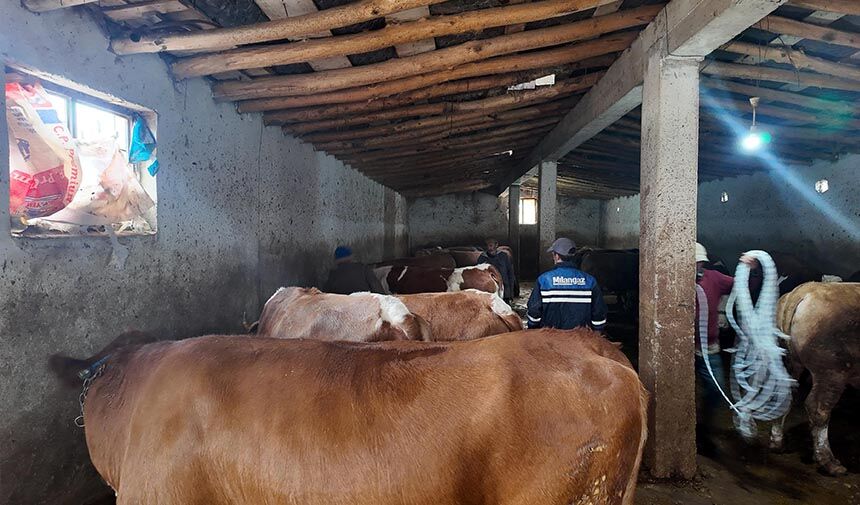 Kurban Bayarami Sevk