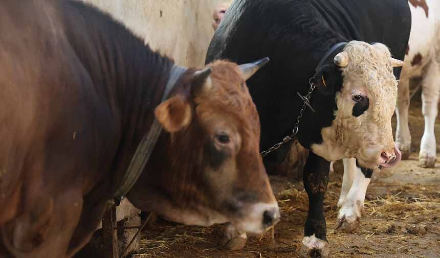 Kurbanlık alacaklara "yaş" uyarısı