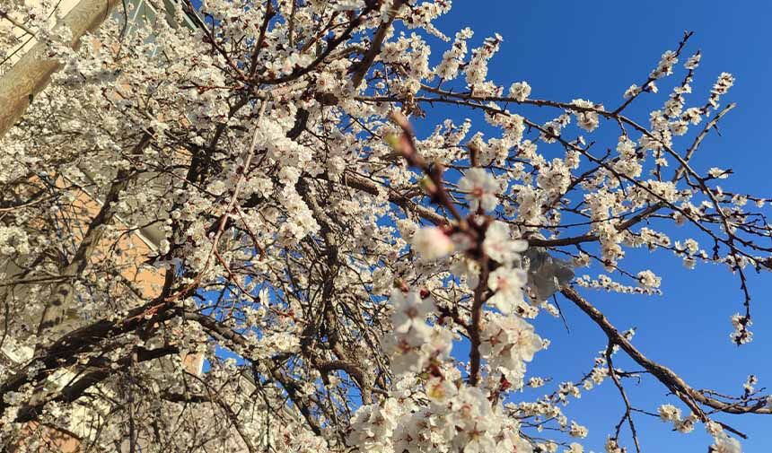 Meyve Ağaçları.jpg0