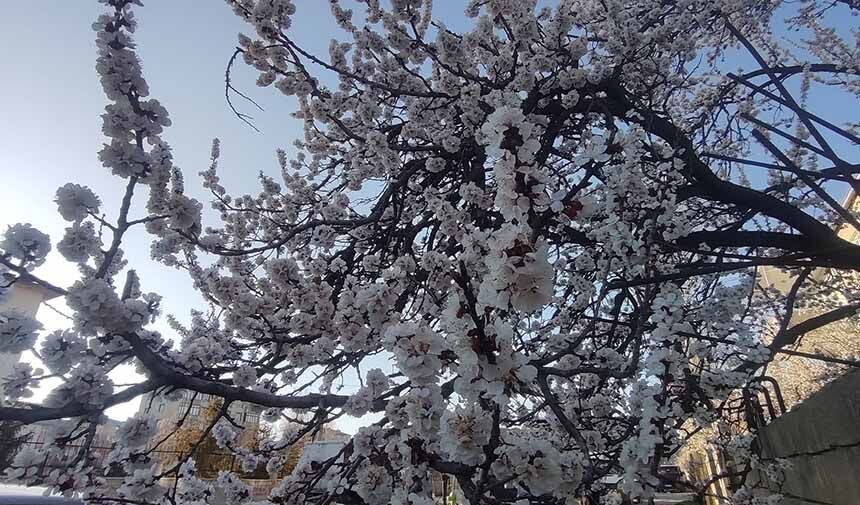 Meyve Ağaçları.jpg1-1