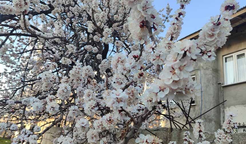 Meyve Ağaçları.jpg8