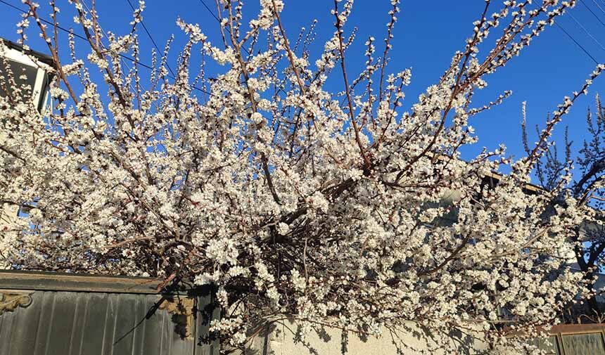 Meyve Ağaçları.jpg9