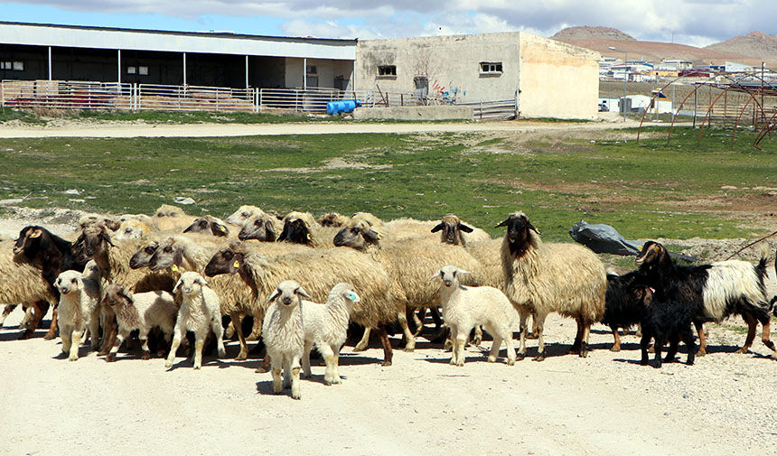 Van Norduz Koyunlari