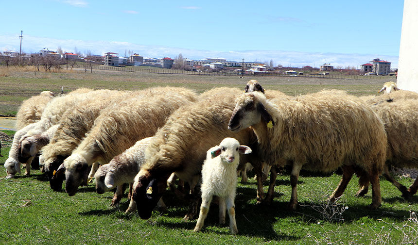 Dünyada sadece Van'da bulunuyor! Sevindiren gelişme...