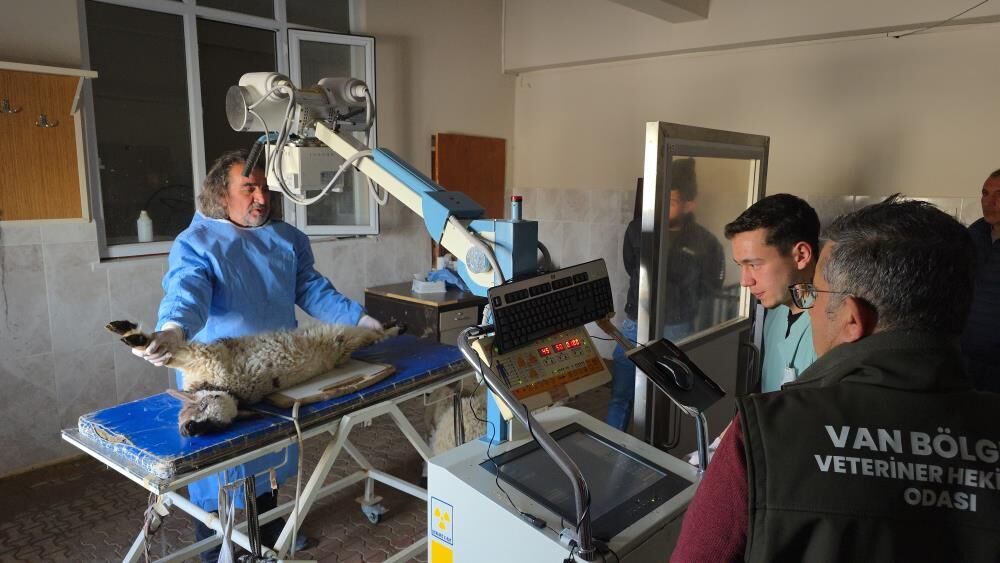 Vandaki Depremde Kurtarılan Kuzular