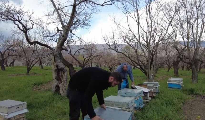 Arıcılık.jpg4