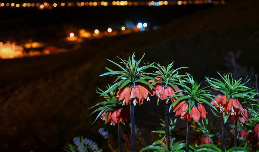 Geli̇n 5