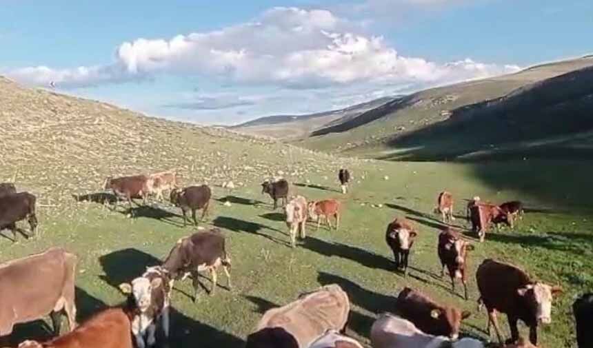Kurban Tuzağı