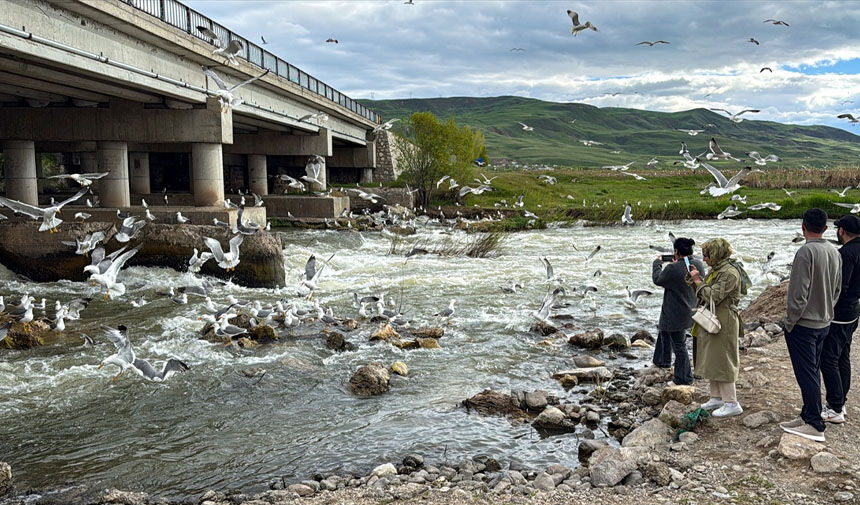 Van Baliği Aa