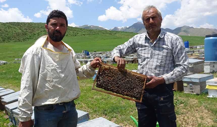 Bal Hasadı .Jpg9