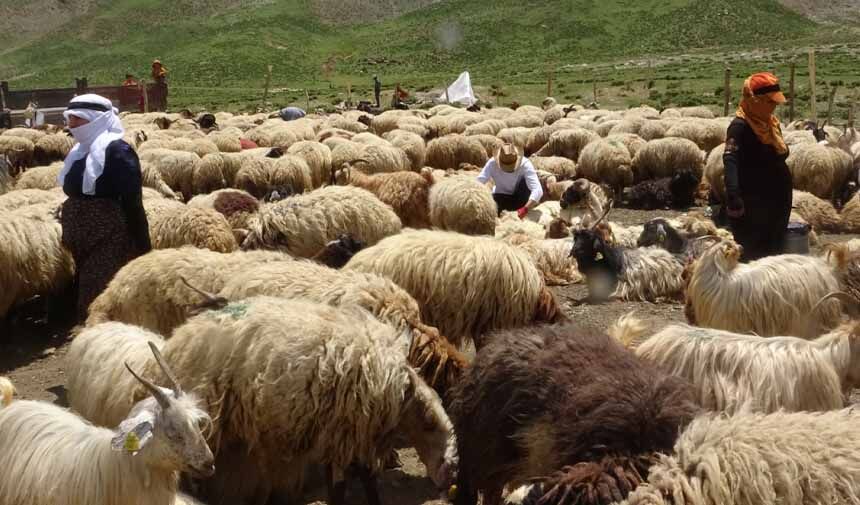 Berivanların Yayla Mesaisi-1