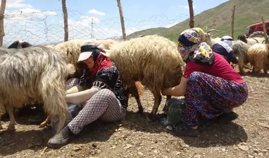 Berivanların Yayla Mesaisi
