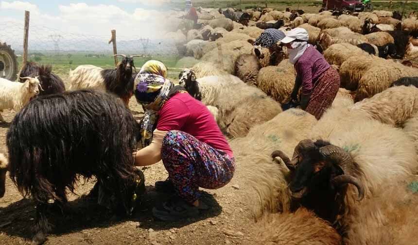 Berivanların Yayla Mesaisi.jpg4