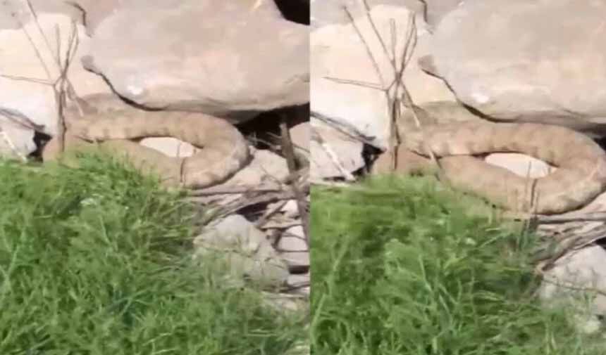 Hakkaride Engerek Yılanı Görüntülendi