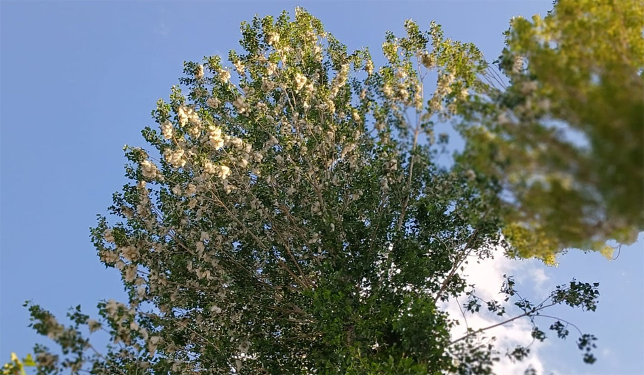 Polen Agaclari 4