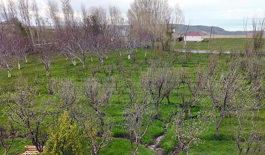 Van Cevi̇z Ağaci