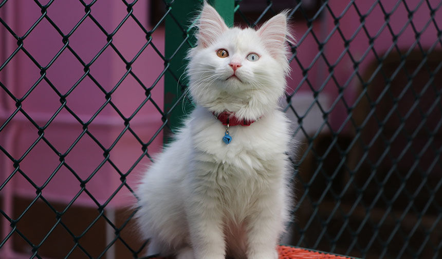 Van Kedi̇ssi̇ Yakata