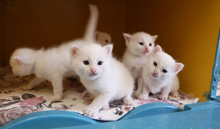 Yavru Kedi̇