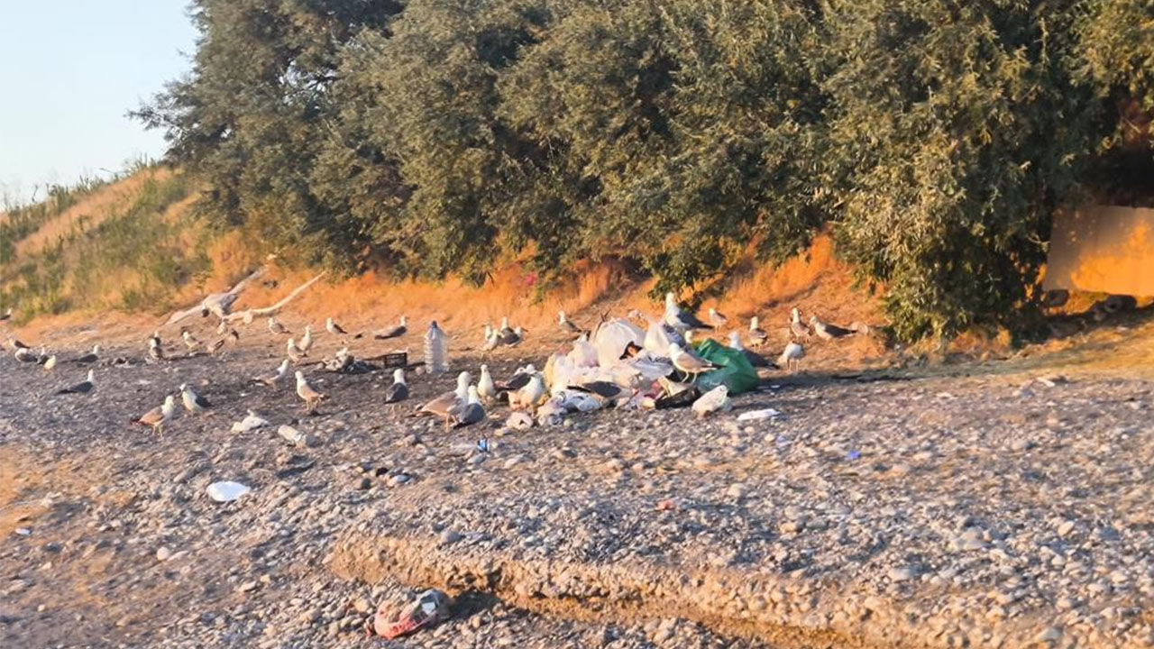 Mavi Bayrakli Sahil Van 1