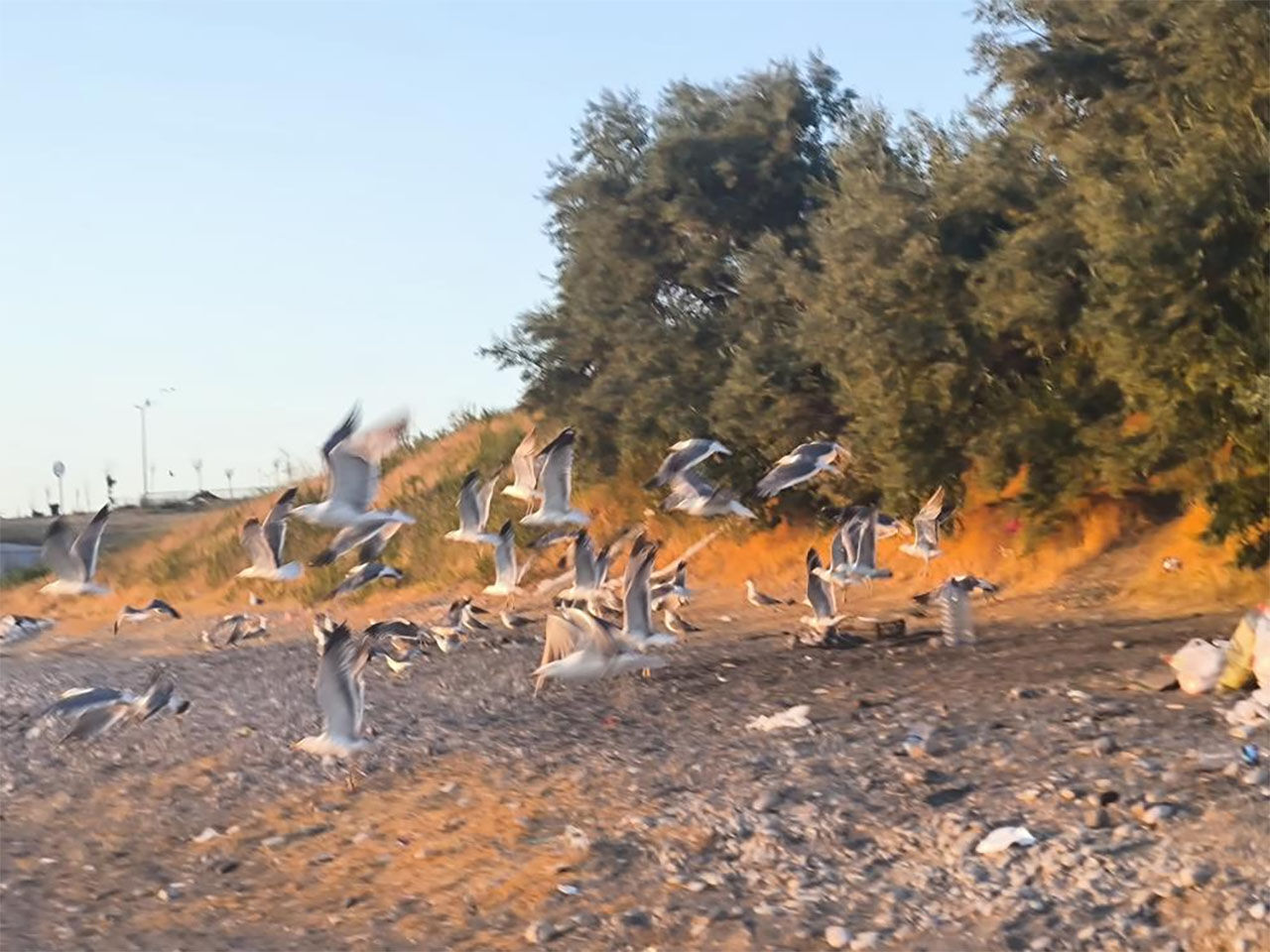 Mavi Bayrakli Sahil Van 5