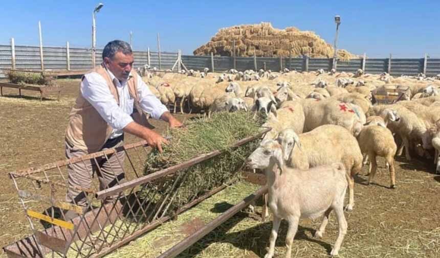 Ti̇gem Hayvan.jpg5