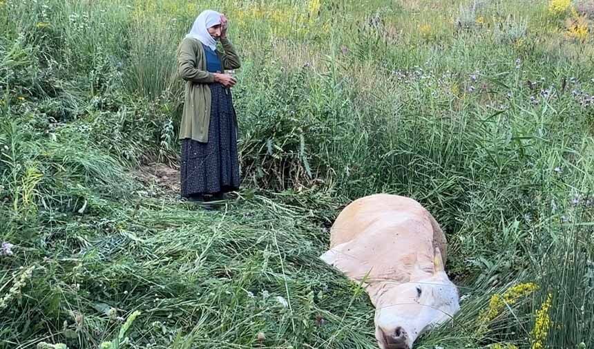 Vafalı Kadın
