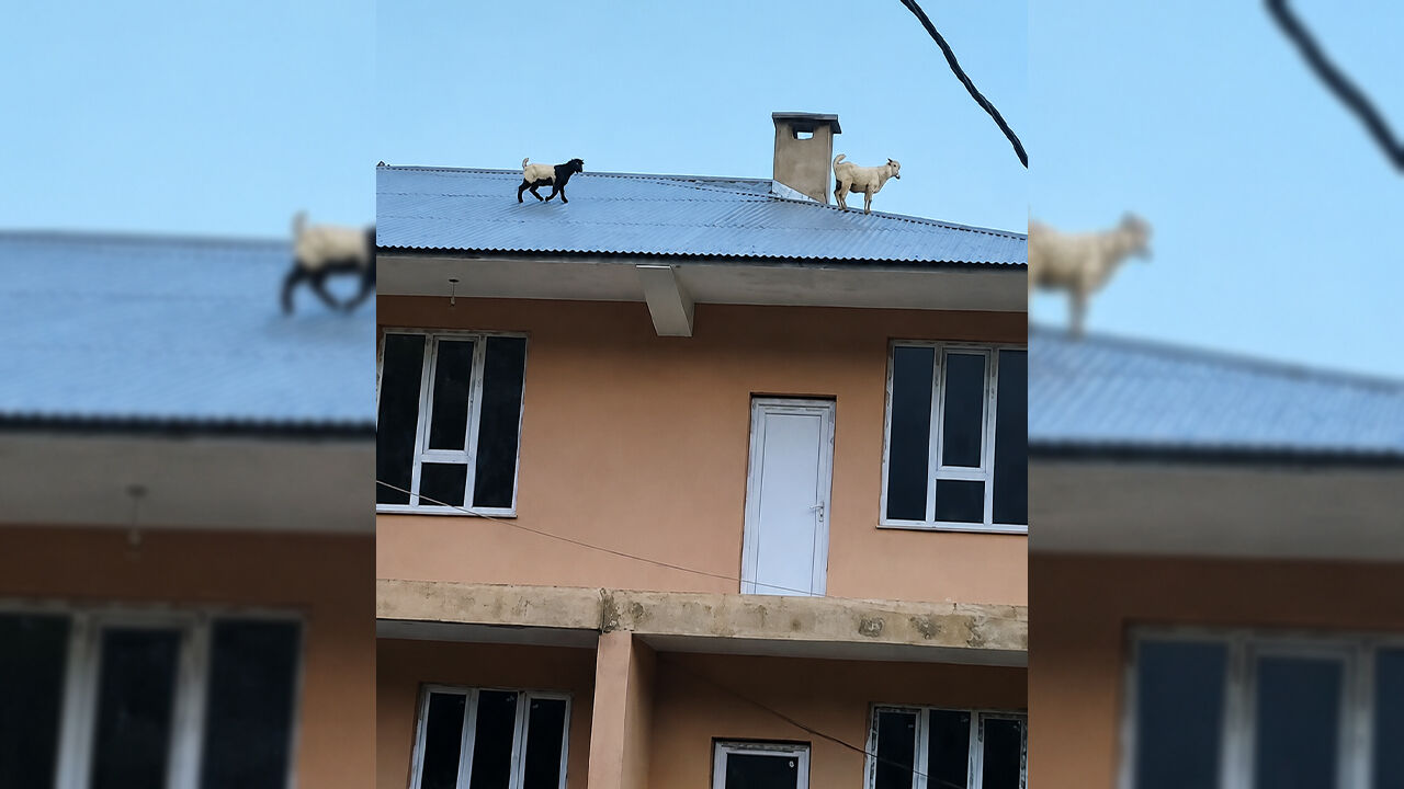 Vanda Keci Catiya Cikti