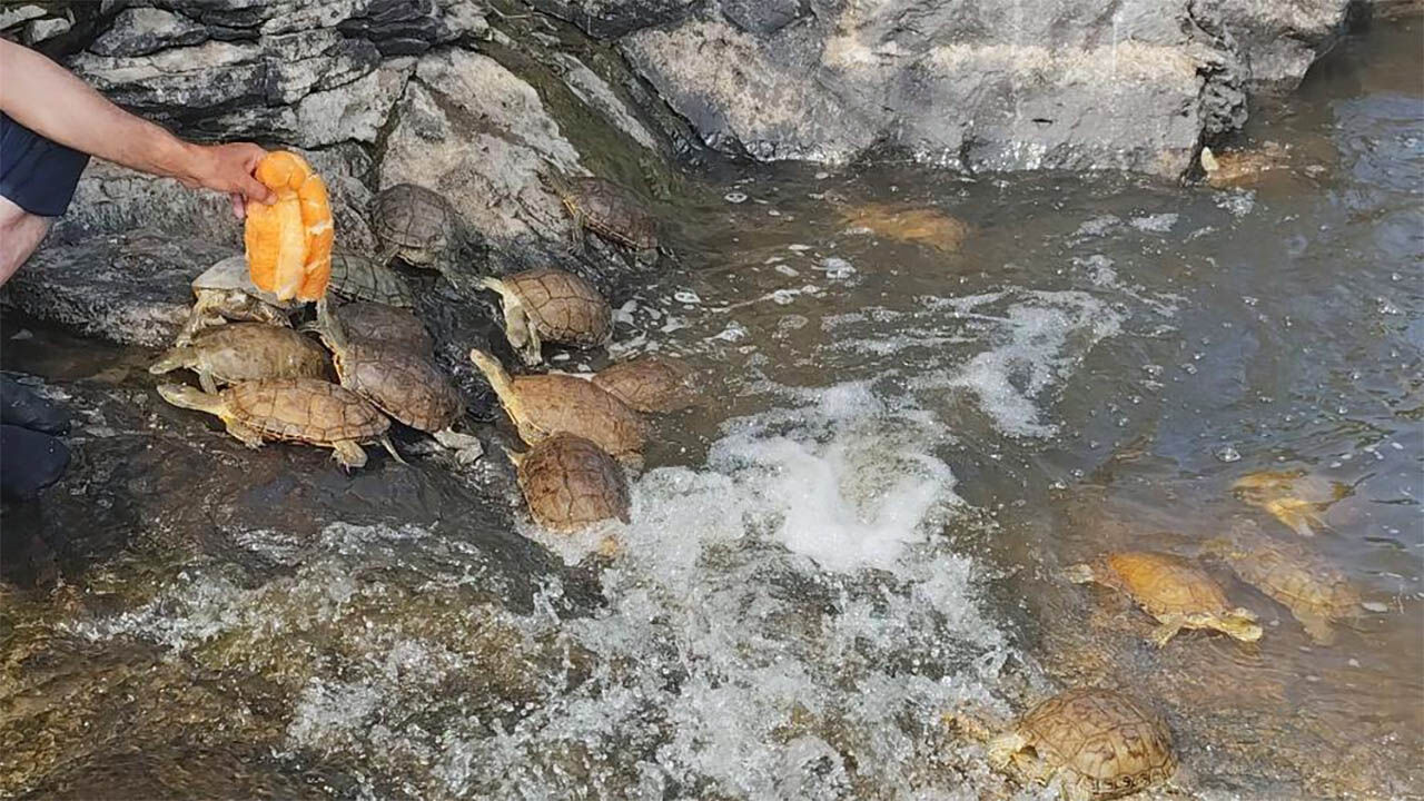 Vanli Doga Fotofrafcisi Kaplumbaga 2