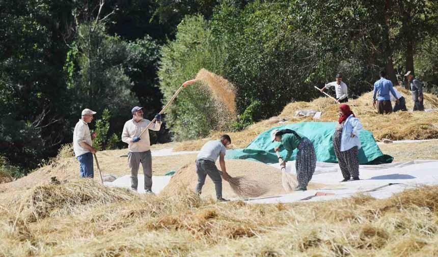 Bitlis’te geleneksel çeltik hasadı