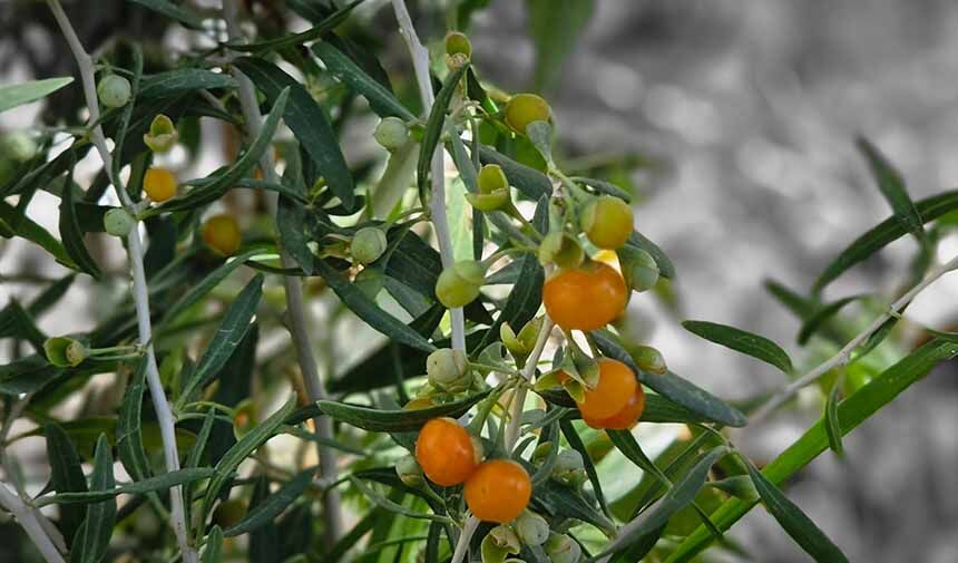 Goji Şifa .Jpg4