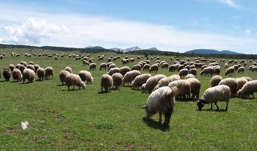 Küçükbaş üreticisine 25,7 milyon liralık can suyu