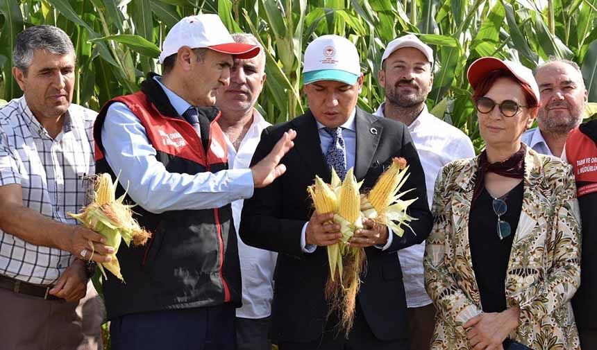Mısır Hasadı