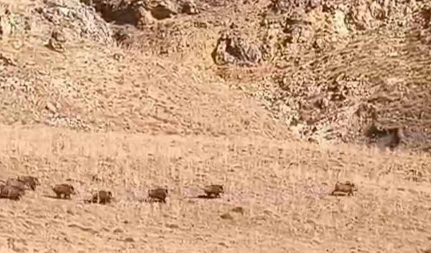 Van'da domuz sürüsü görüntülendi