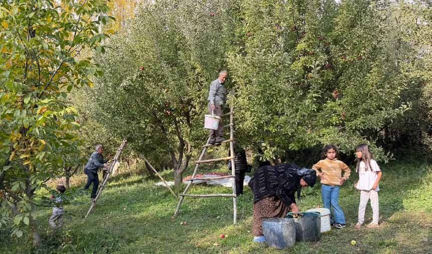 Elma Hasadı.jpg5