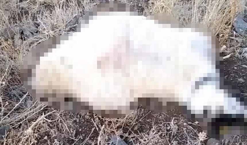 Yıldırım düşmesi sonucu çok sayıda küçükbaş hayvan telef oldu