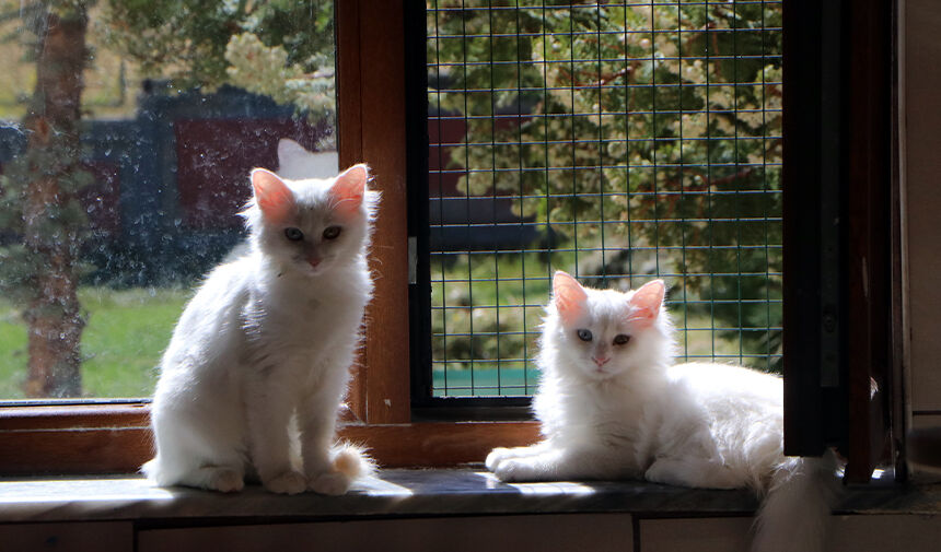 Van Vi̇lla Kedi̇ A